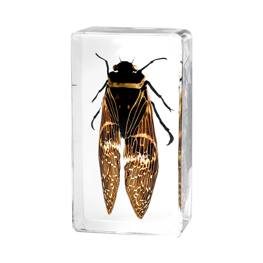30:7.3CM Medium Cicada