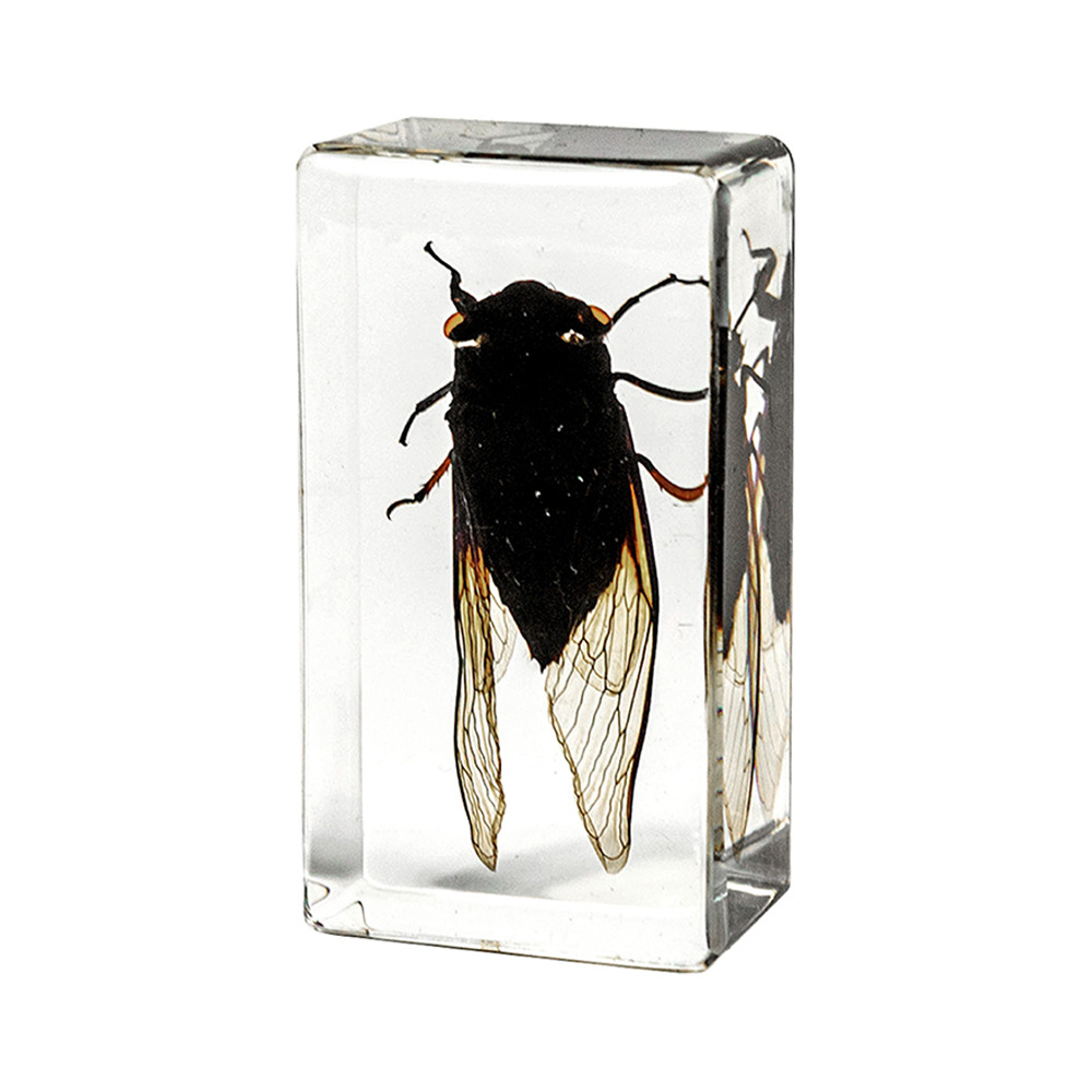 32:7.3CM Medium Black Grasshopper