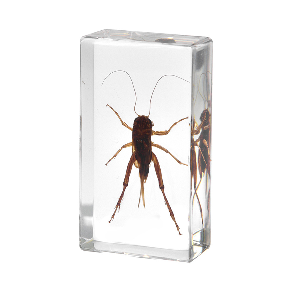 34:7.3CM medium cricket