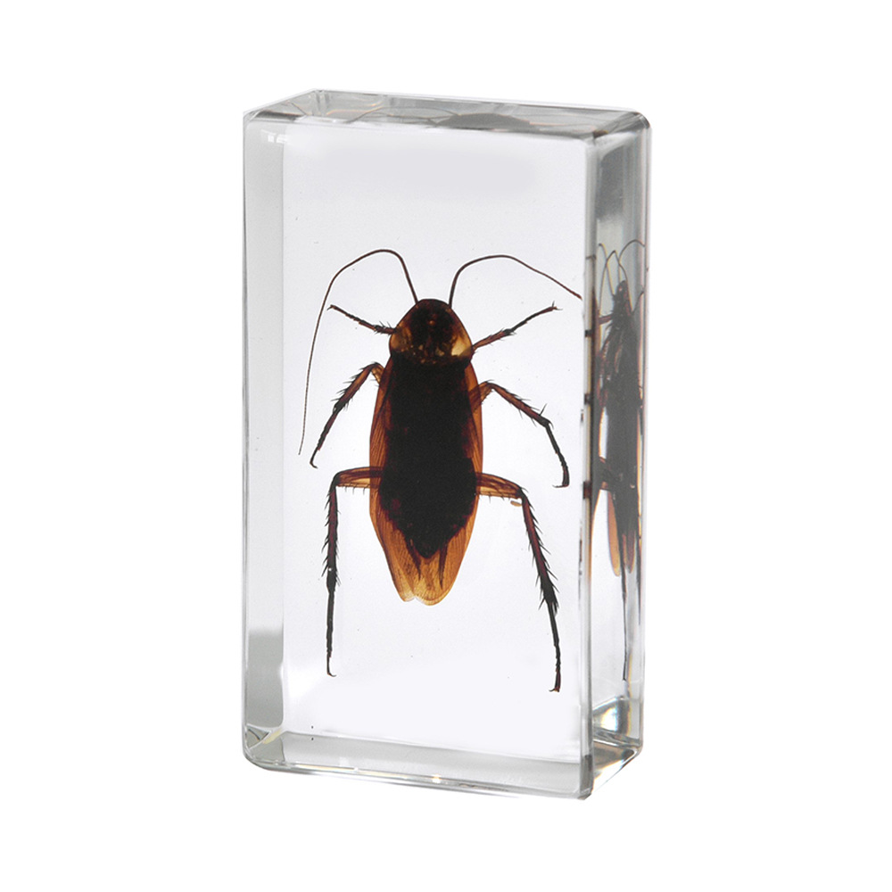 35:7.3CM medium cockroach