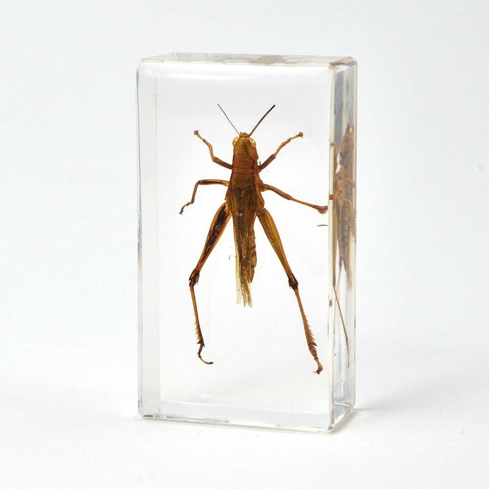 37:7.3CM Medium Locust