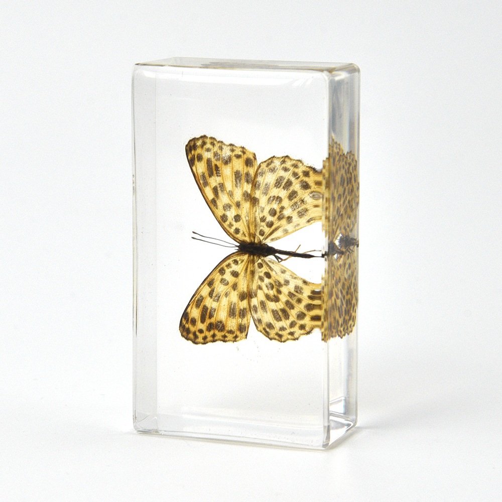 41:7.3CM medium cat nymph butterfly