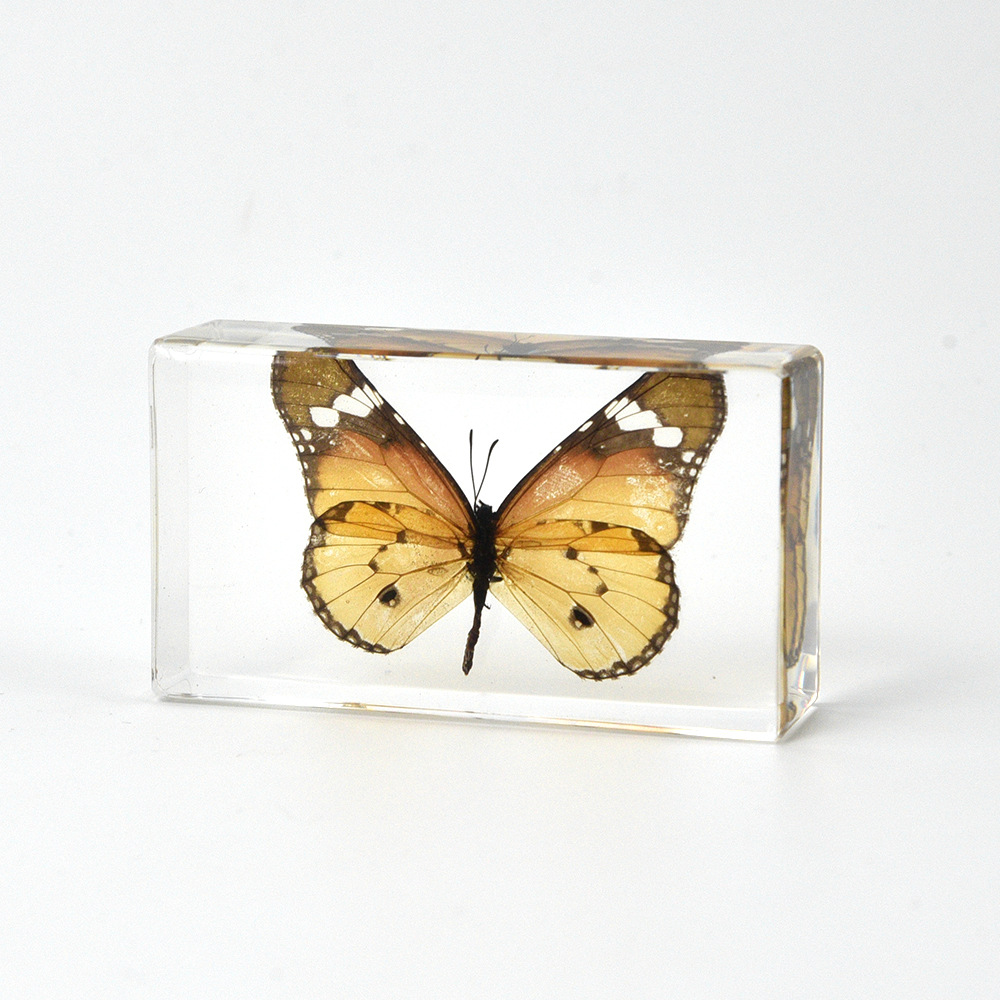 42:7.3CM Medium Golden Spot Butterfly