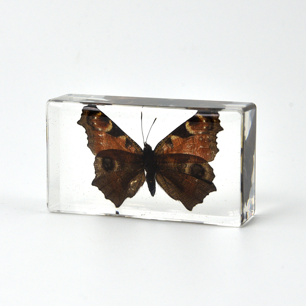 43:7.3CM medium peacock eye butterfly
