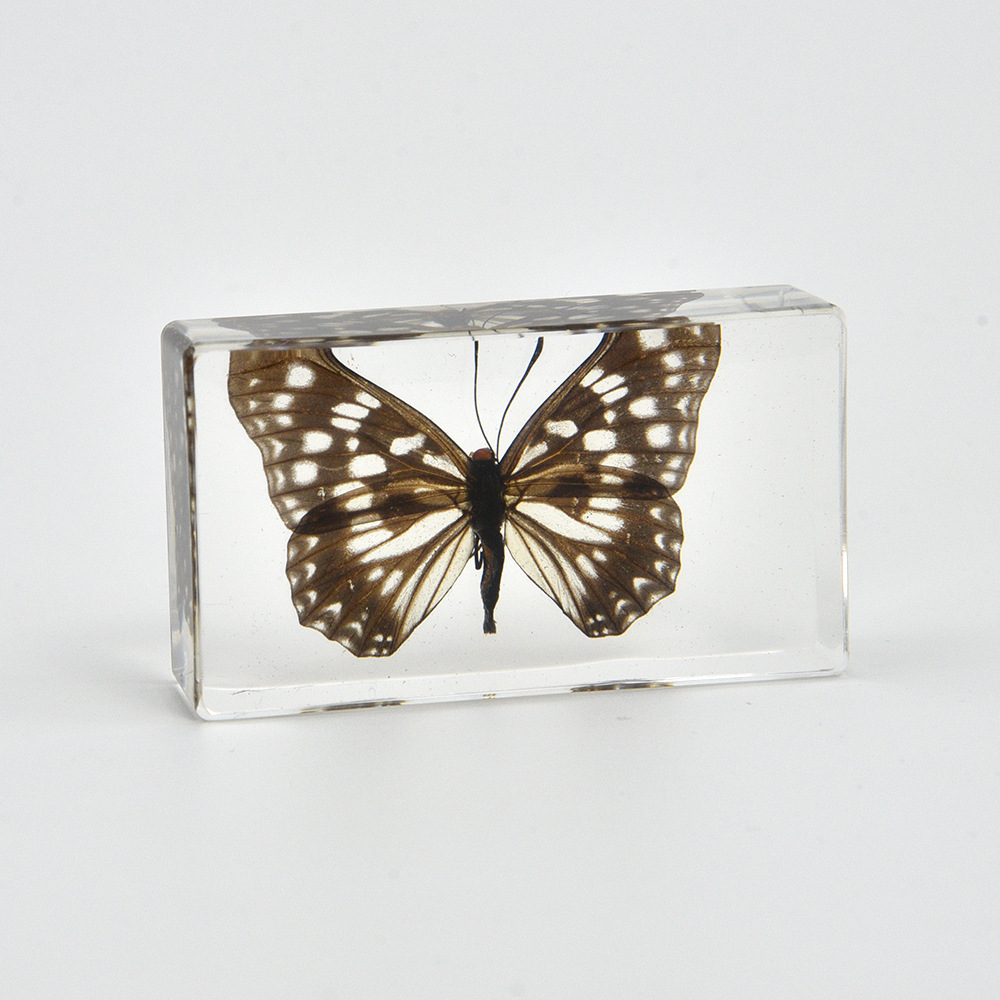 44:7.3CM medium mans nymph butterfly