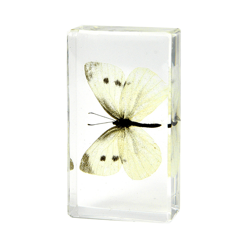 47:7.3CM medium cabbage butterfly