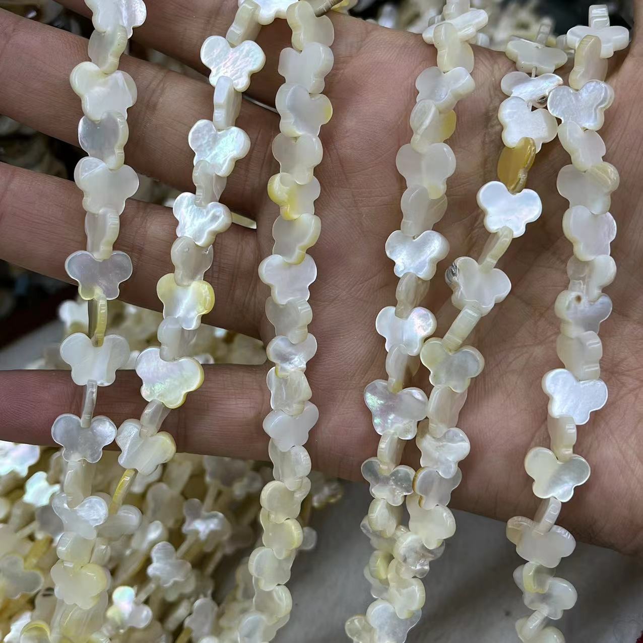 1 White Lip Shell