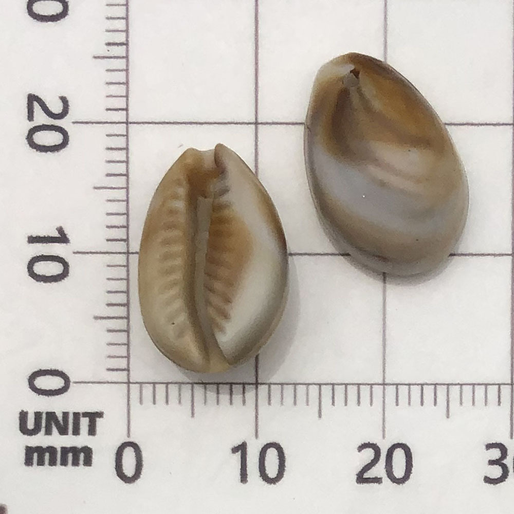 4:1 beige (acrylic conch) 12*18mm-0.9g-17275