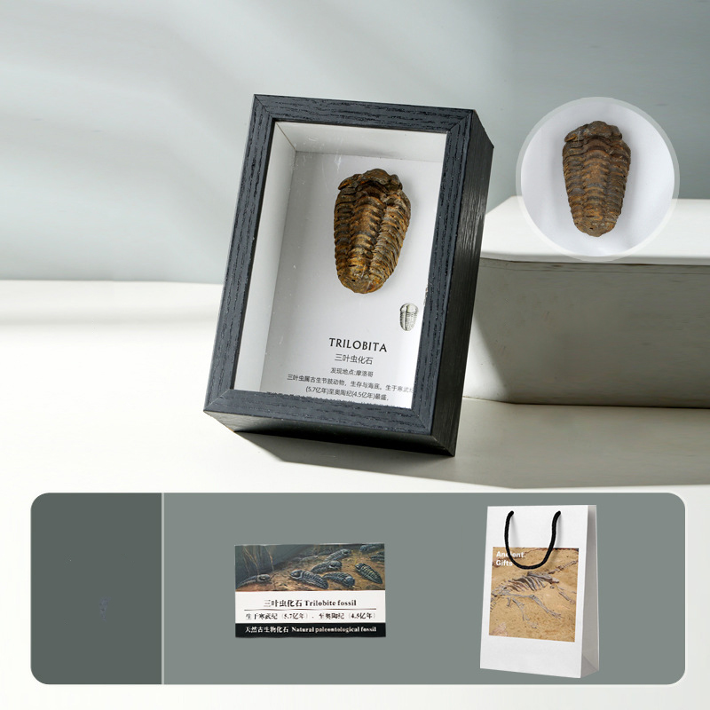 Trilobite fossil table