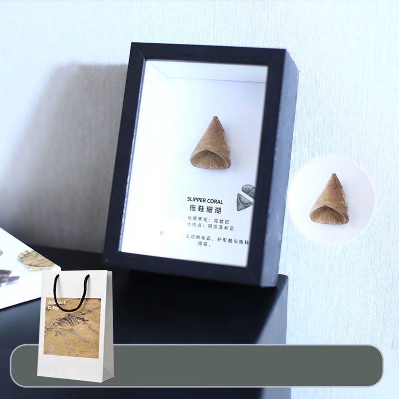 Slippers coral fossil table