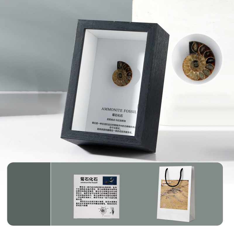 ammonites fossil table [cretaceous