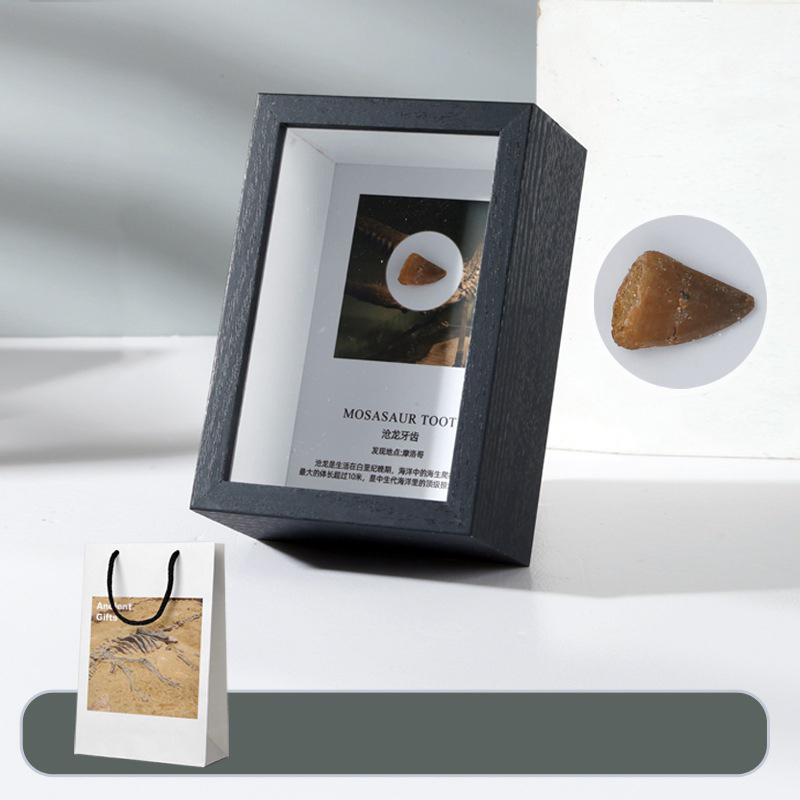 Cang long Tooth Fossil Table [Mesozoic Ocean Overlord