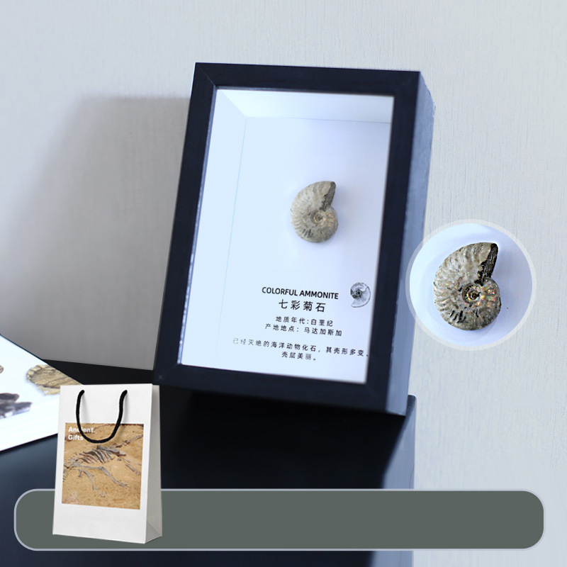 Colorful chrysanthemum fossil table