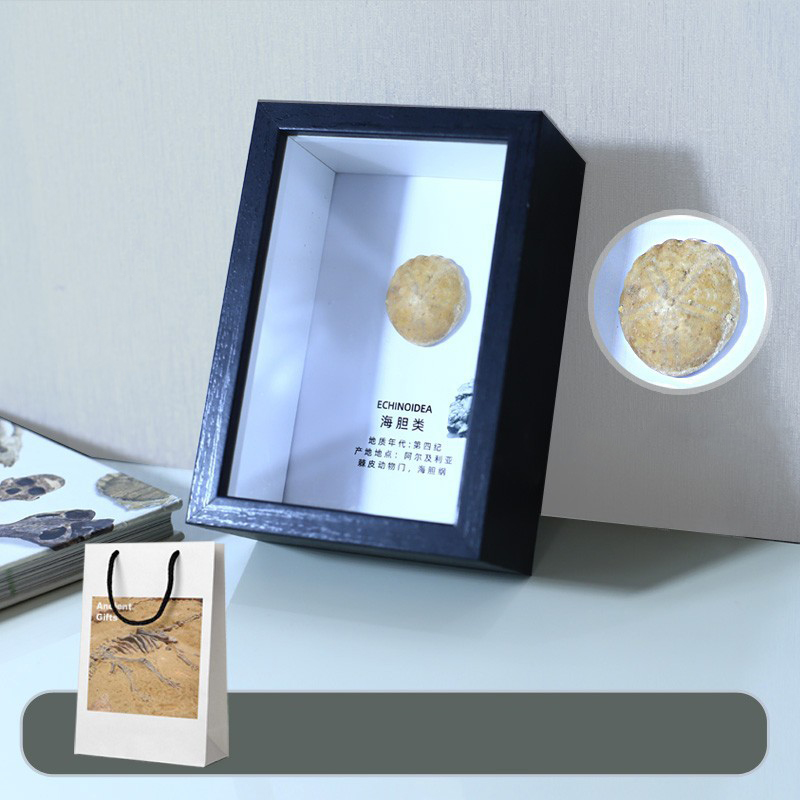 Sea urchin fossil table