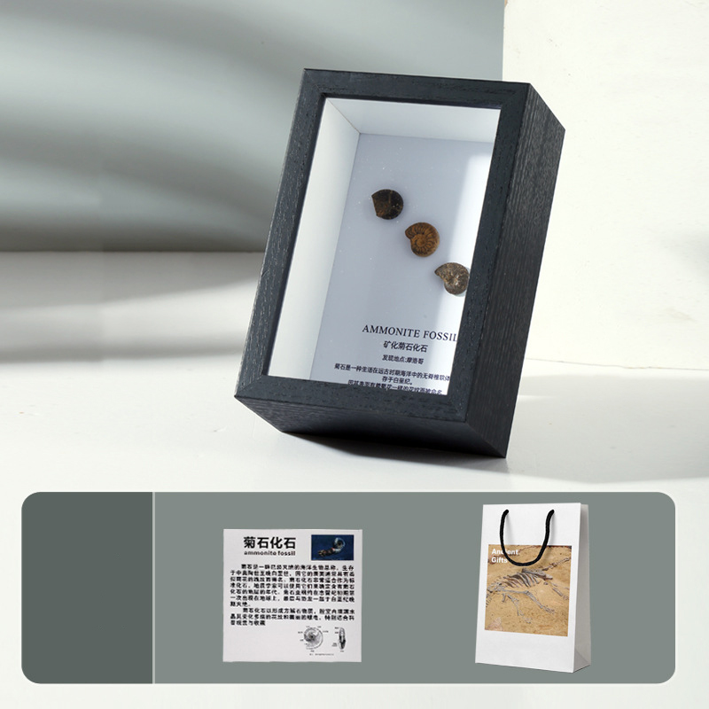 3 mineralized ammonite pendulum