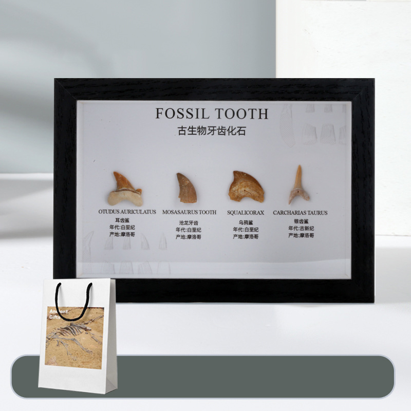 Collection of 4 fossil teeth