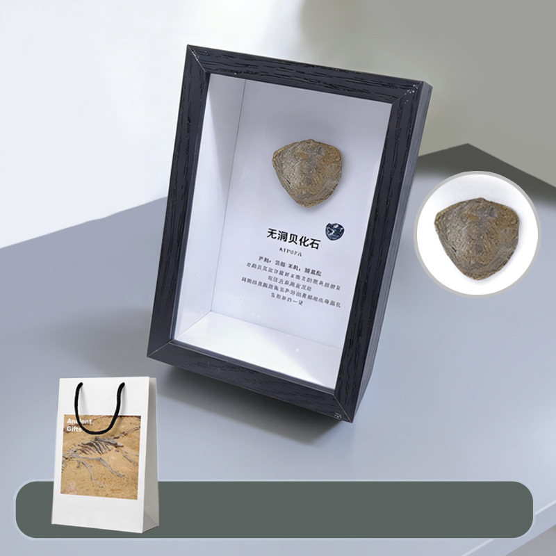 No hole shellfish fossil table