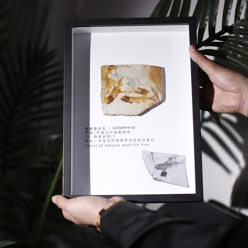 Fish fossil large frame set table at random