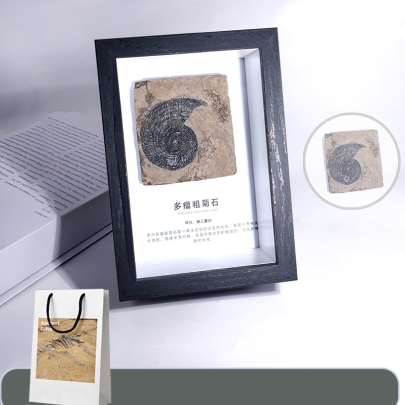 Multi-tumor thick trilobite ornament