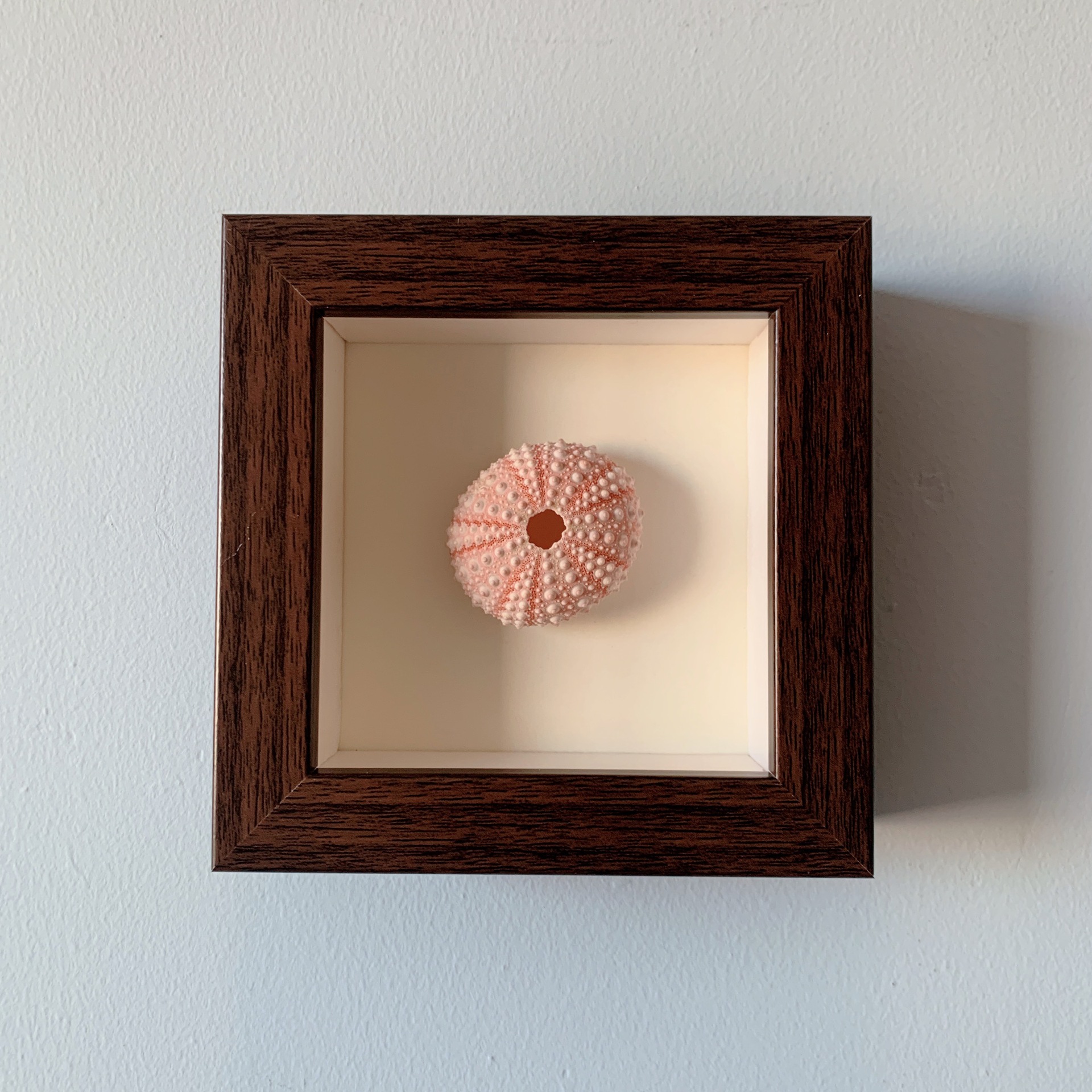Engraved ribbed sea urchin picture frame