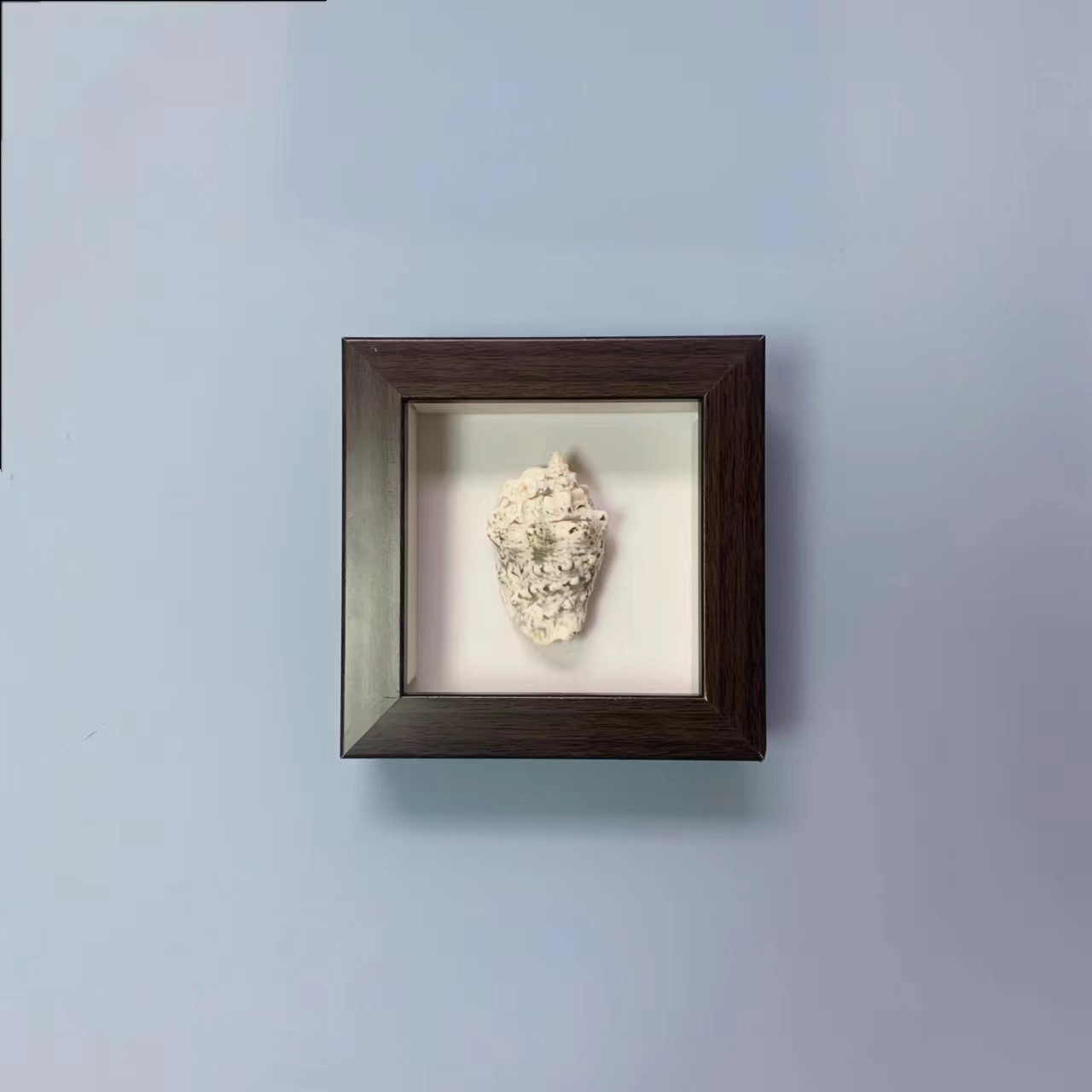 Pink White Sea Urchin Frame