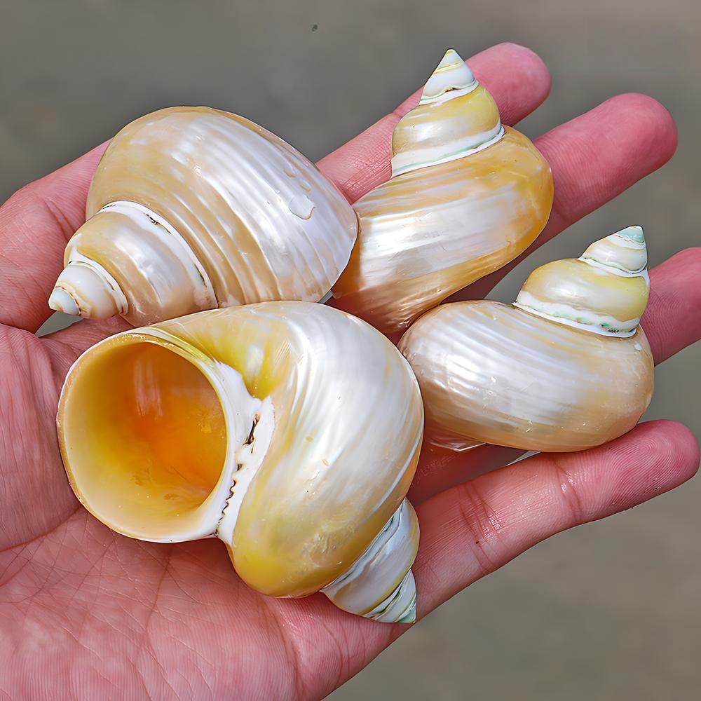 39:4- 6cm one peeled yellow wide-mouth snail