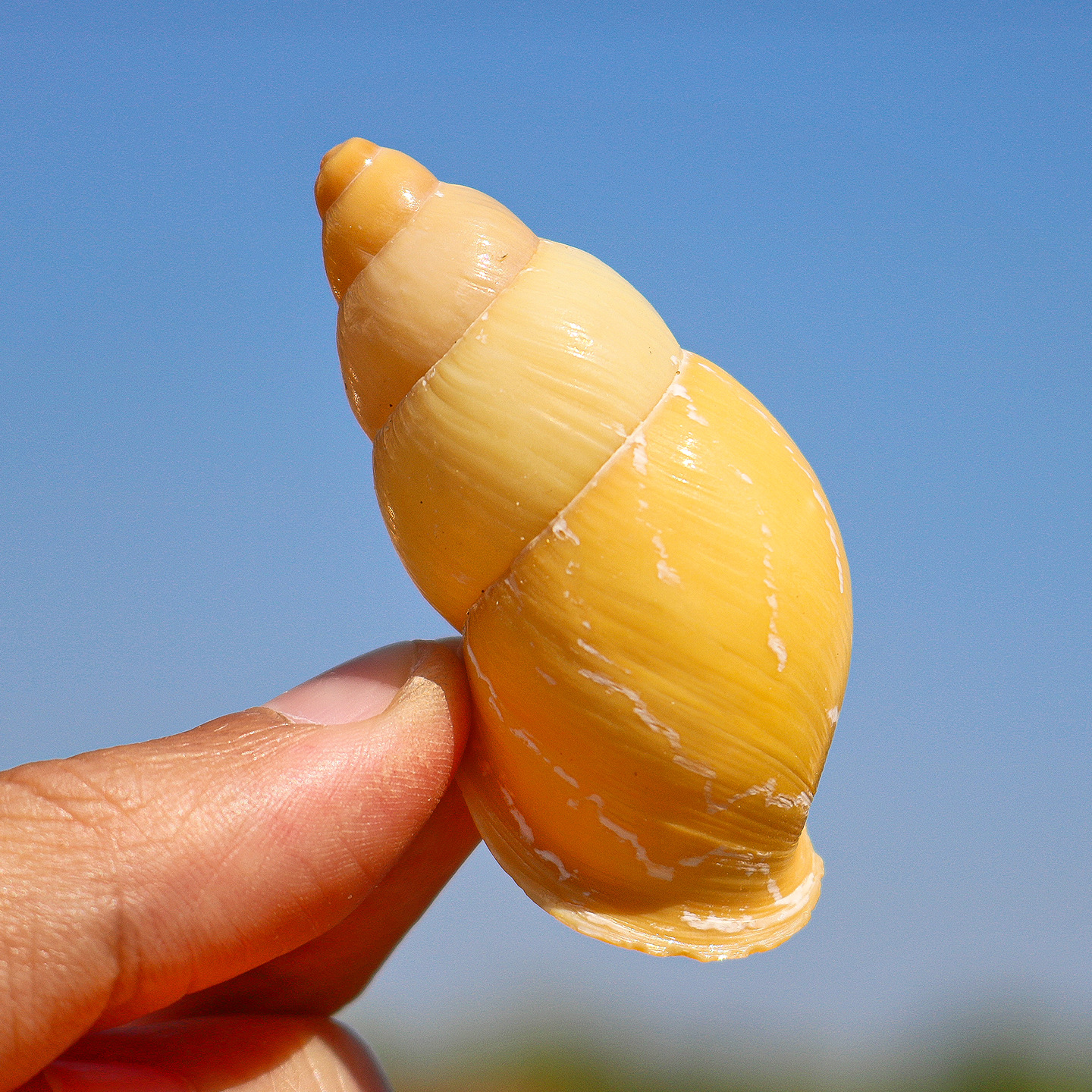 5- 6cm indonesian yellow snail shell