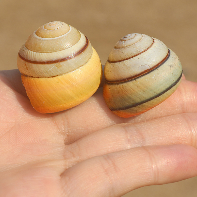 8:Deyaqi snail shell 3- 3.5cm each