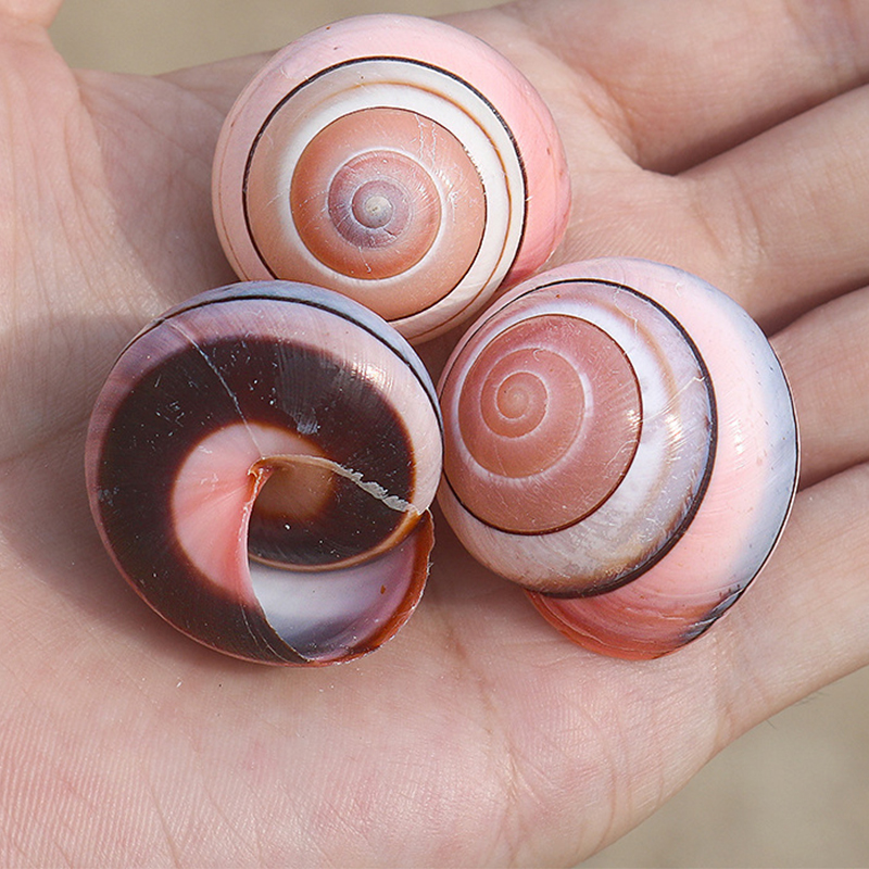 9:3- 3.5cm pink deyachi snail shells