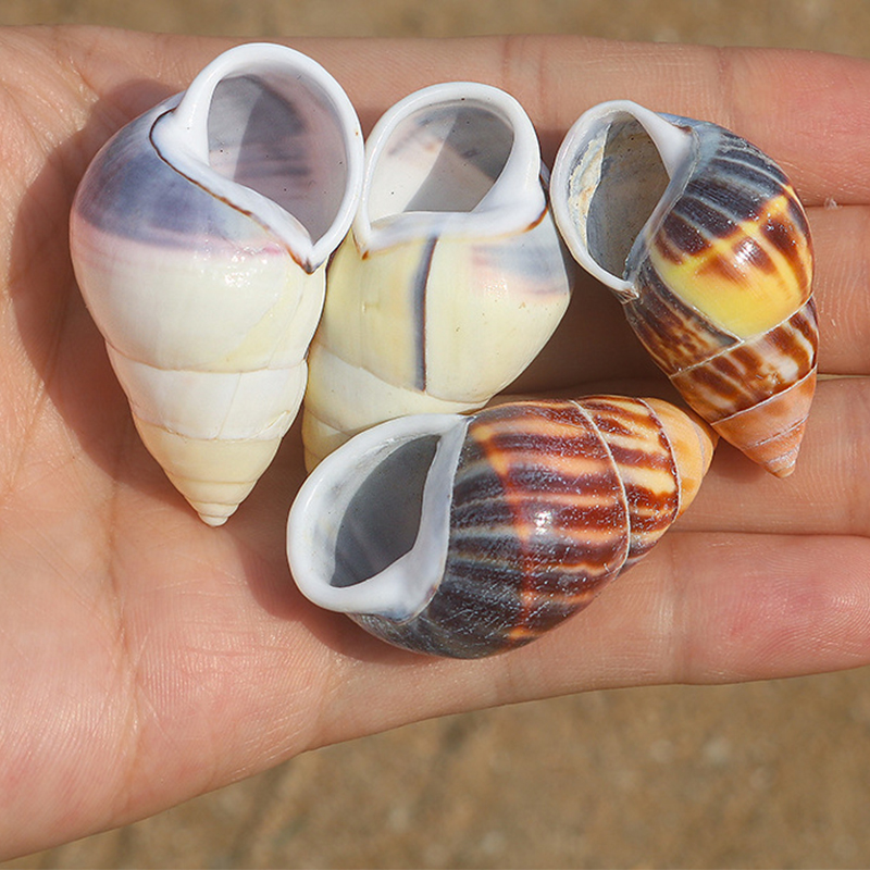 12:Butto amphibious snail shell 4- 4.5cm each