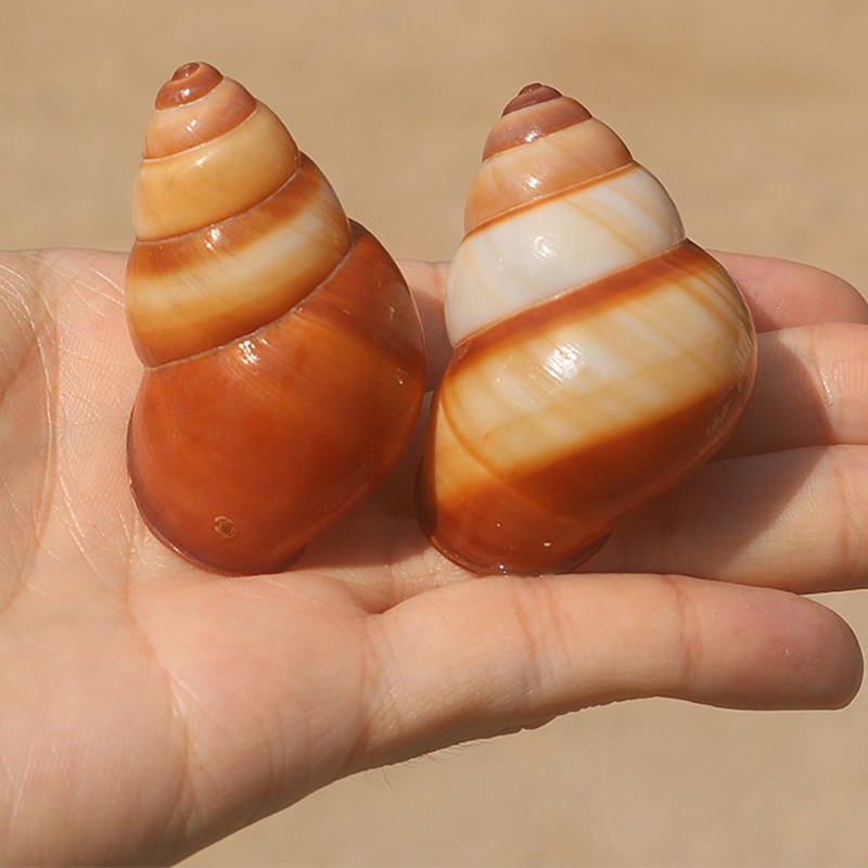 16:4- 5cm a brown field snail shell