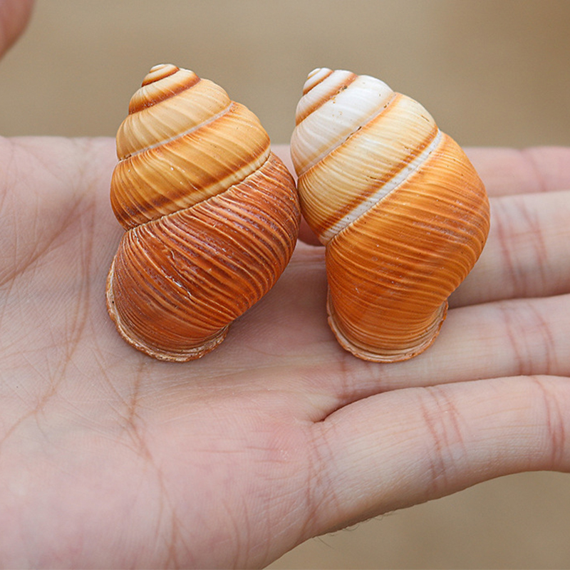 18:3- 4cm gold snail shells