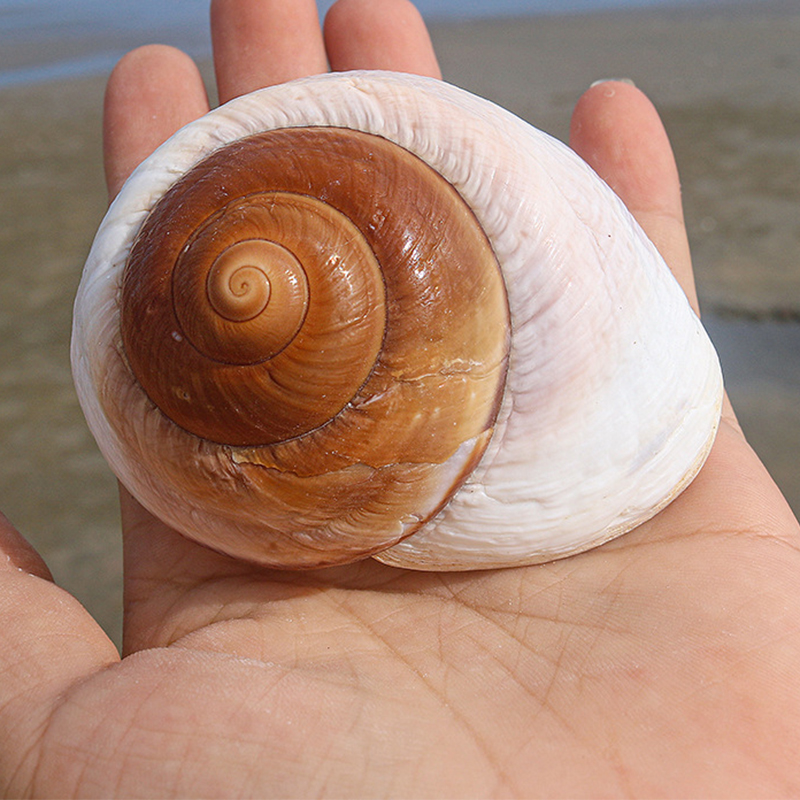 20:7- 8cm one bread snail shell