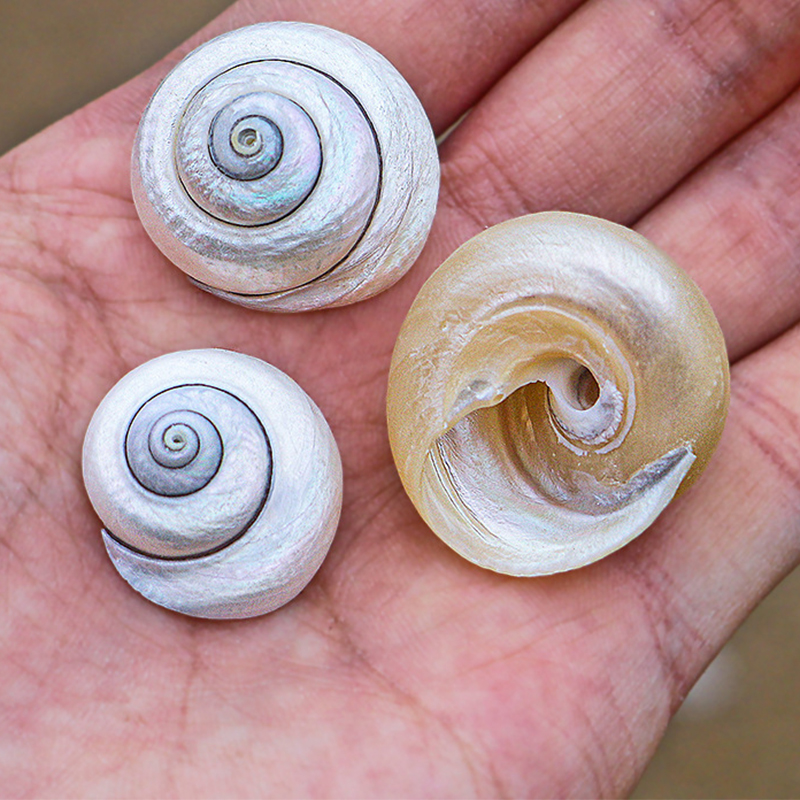 26:2- 3cm polished bull’s-eye snails