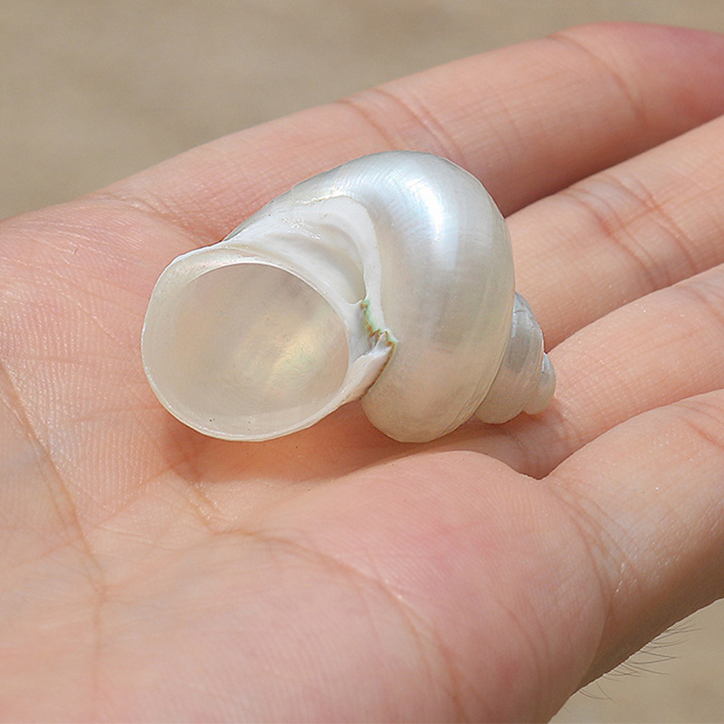 28:3- 4cm one peeled small green snail