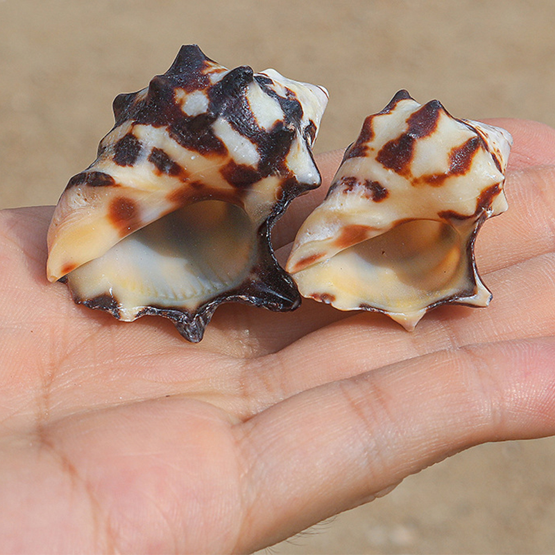 29:3- 5cm cow snails