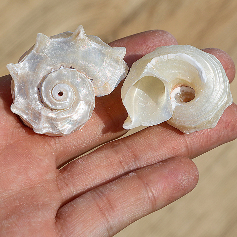 31:3- 5cm one silver-mouthed round thorn snail