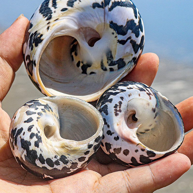 32:4- 5cm black diamond snails