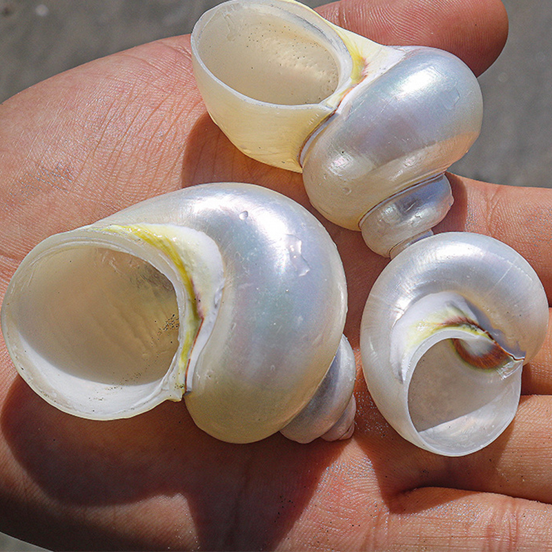 38:4- 6cm one peeled ancient snail