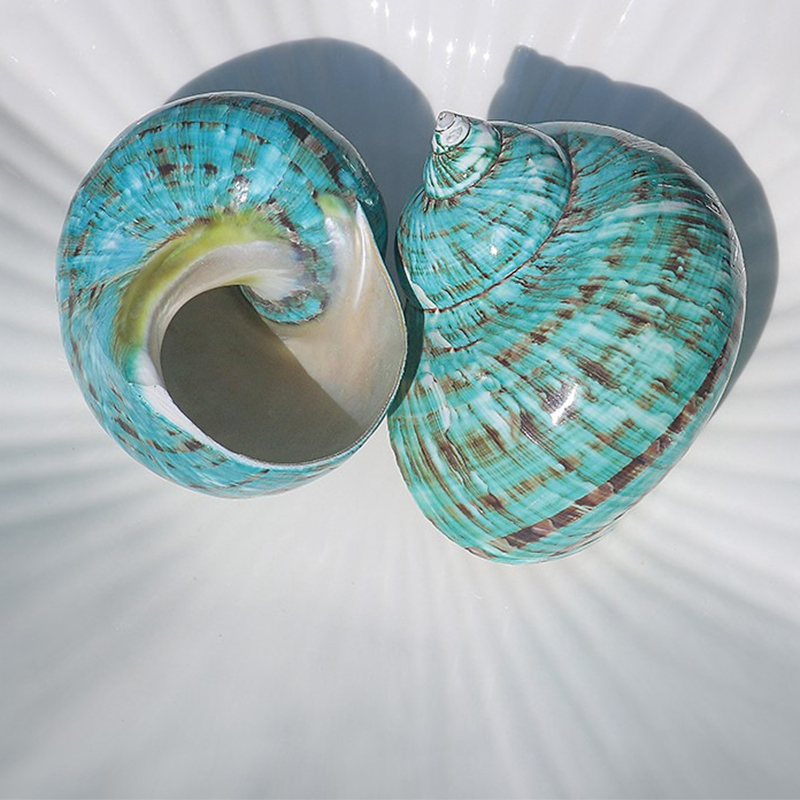 45:8- 9cm one special green snail