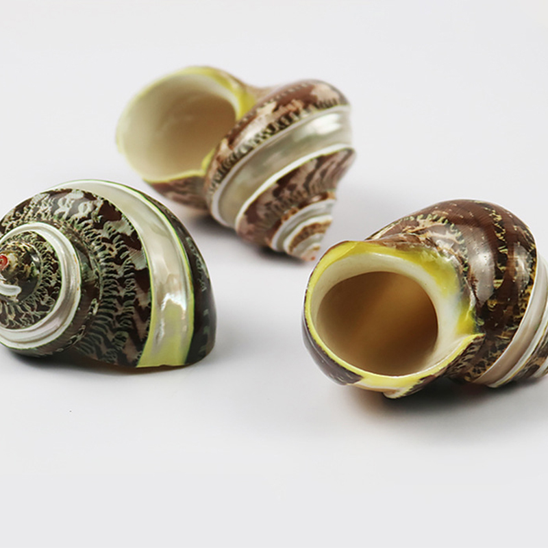 47:5- one 6cm striped cat's eye snail