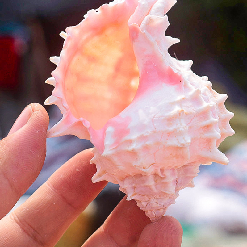 48:5- 7cm one pink bone snail