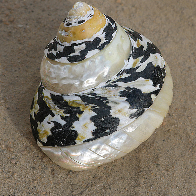 50:5- one 7cm striped black diamond snail