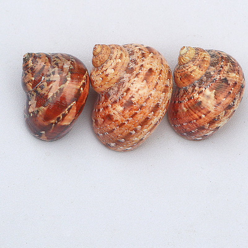 54:Huaguwenluo 3- 4cm a