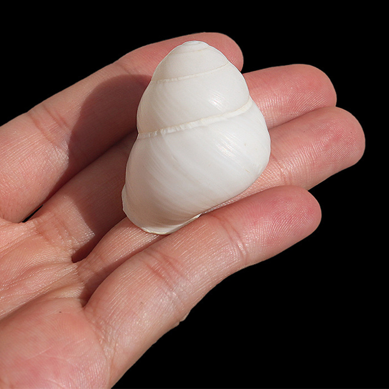 3- 4cm one white snail shell