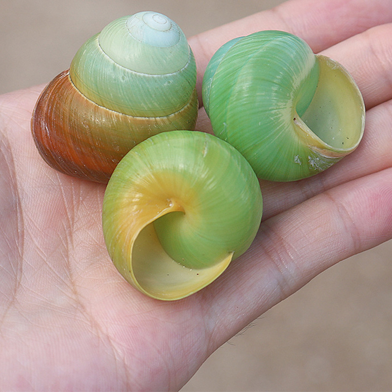 2- 4cm green apple snails