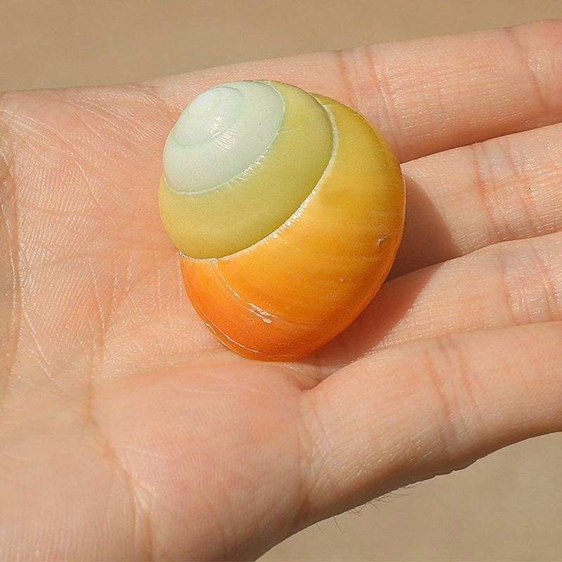 3- 4cm yellow apple snail shell