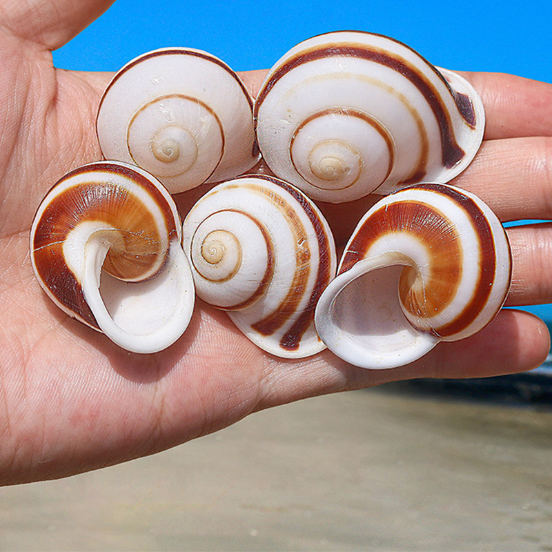 3- 4cm a wave-twisted snail shell