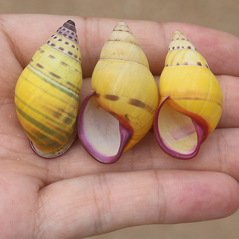 Indonesian tree snail shell 3- 3.5cm each