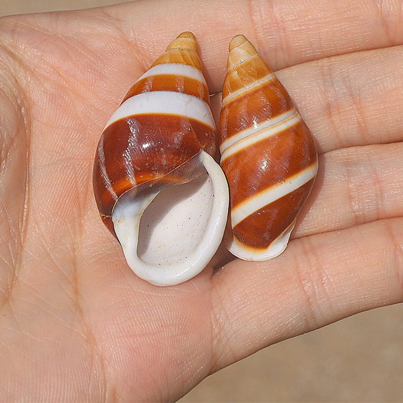 4- 5cm long striped snail shell